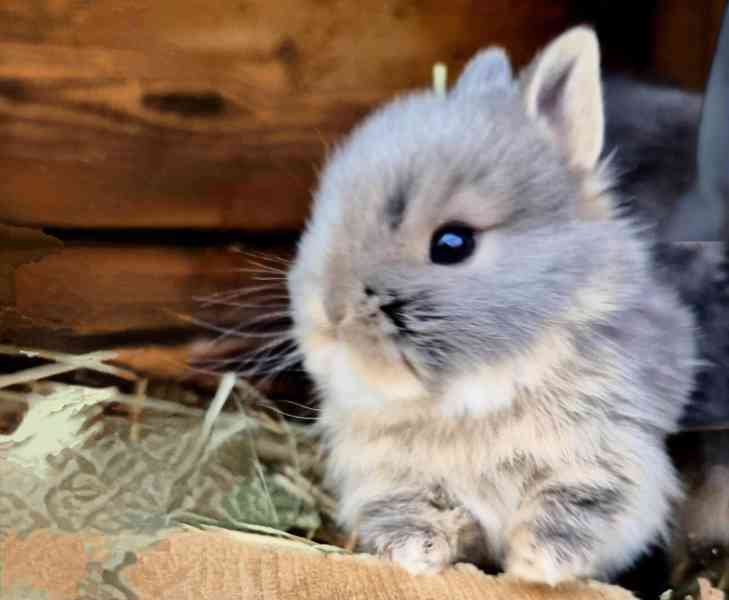 Zakrslý bilopesíkatý králiček - foto 2
