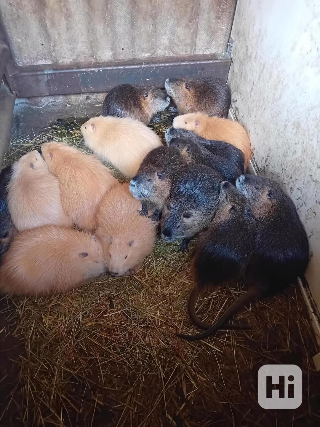 Prodej nutrie - foto 1