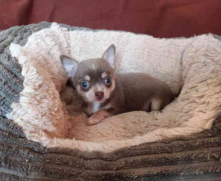 Čivava - prodám štěňátka bez pp - foto 4