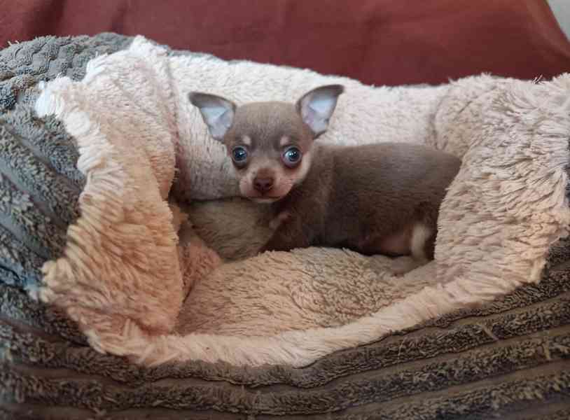 Čivava - prodám štěňátka bez pp - foto 2