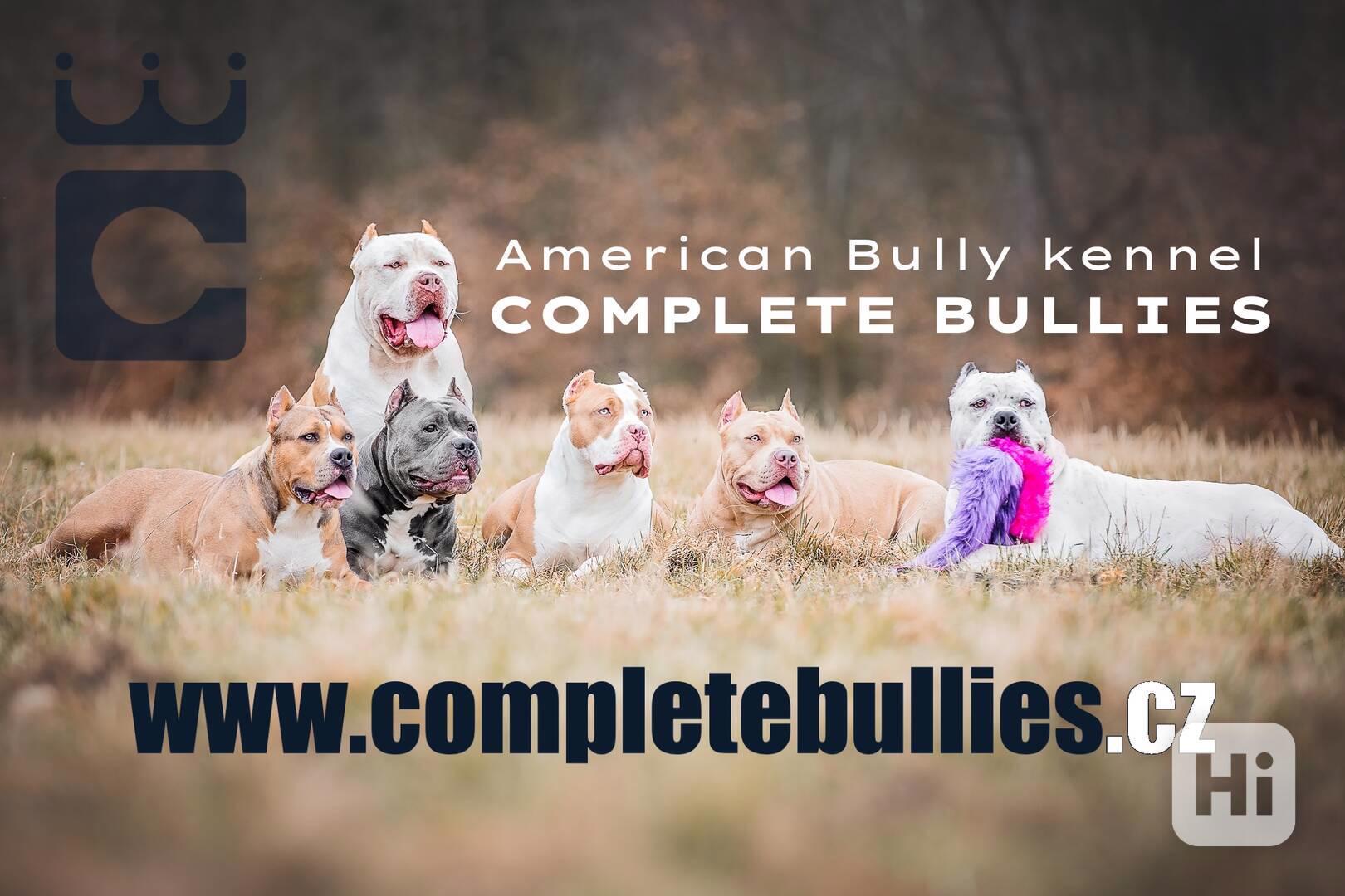 American Bully XL - foto 1