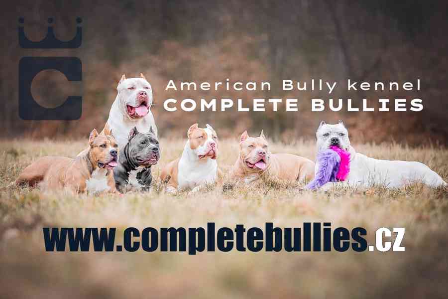 American Bully XL - foto 1