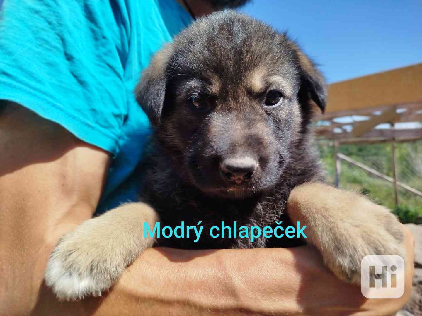 Štěňátka křížence Českosl.vlčxHuskyxNěmec.ovč. - foto 1