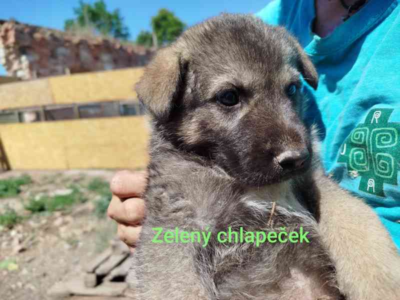 Štěňátka křížence Českosl.vlčxHuskyxNěmec.ovč. - foto 6