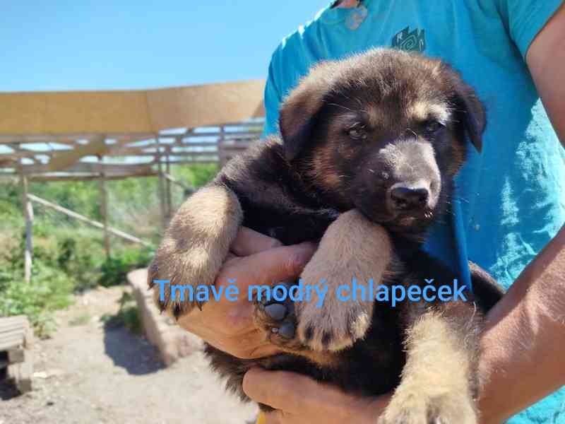 Štěňátka křížence Českosl.vlčxHuskyxNěmec.ovč. - foto 3