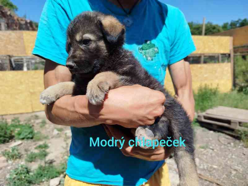 Štěňátka křížence Českosl.vlčxHuskyxNěmec.ovč. - foto 2