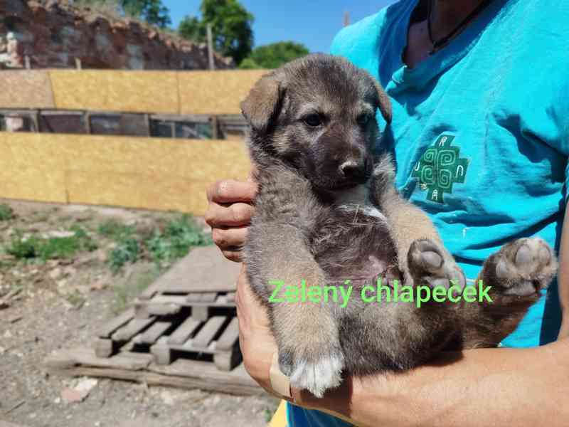 Štěňátka křížence Českosl.vlčxHuskyxNěmec.ovč. - foto 5
