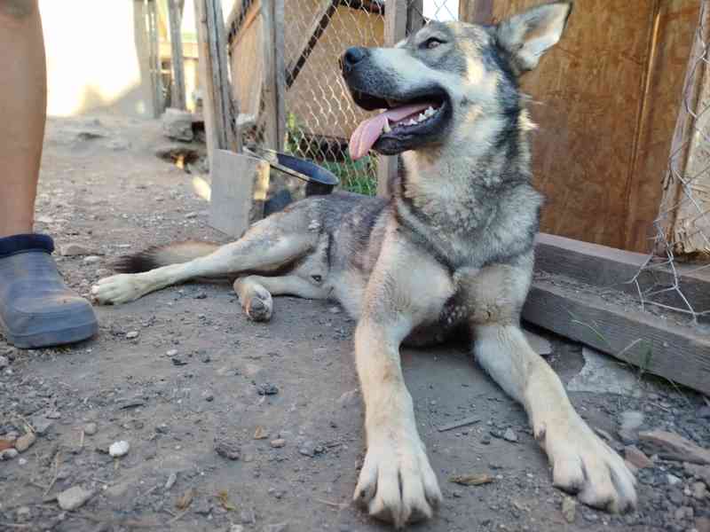 Štěňátka křížence Českosl.vlčxHuskyxNěmec.ovč. - foto 7