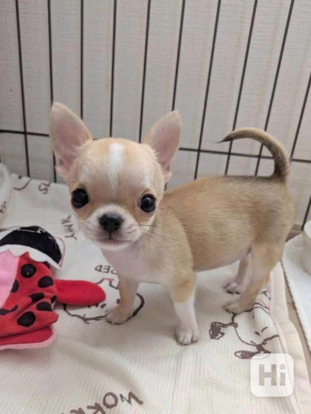 Štěňata čivavy - foto 1