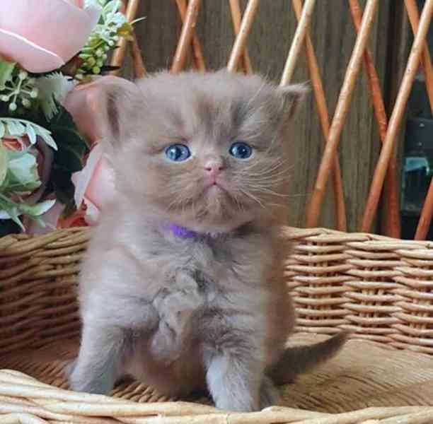 Koťata britské krátkosrsté šelmy - foto 1