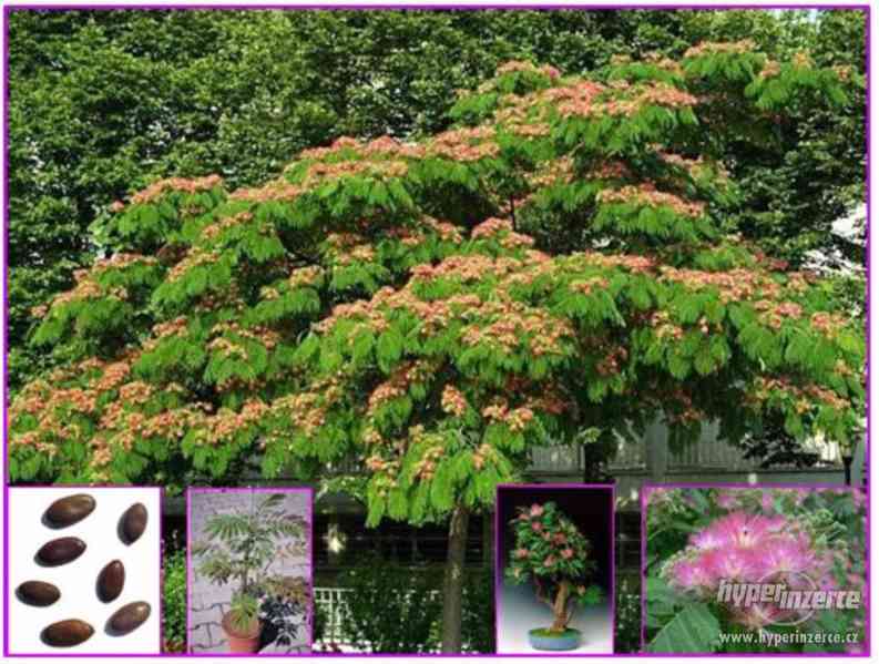 Albizia julibrissin - semena - foto 1