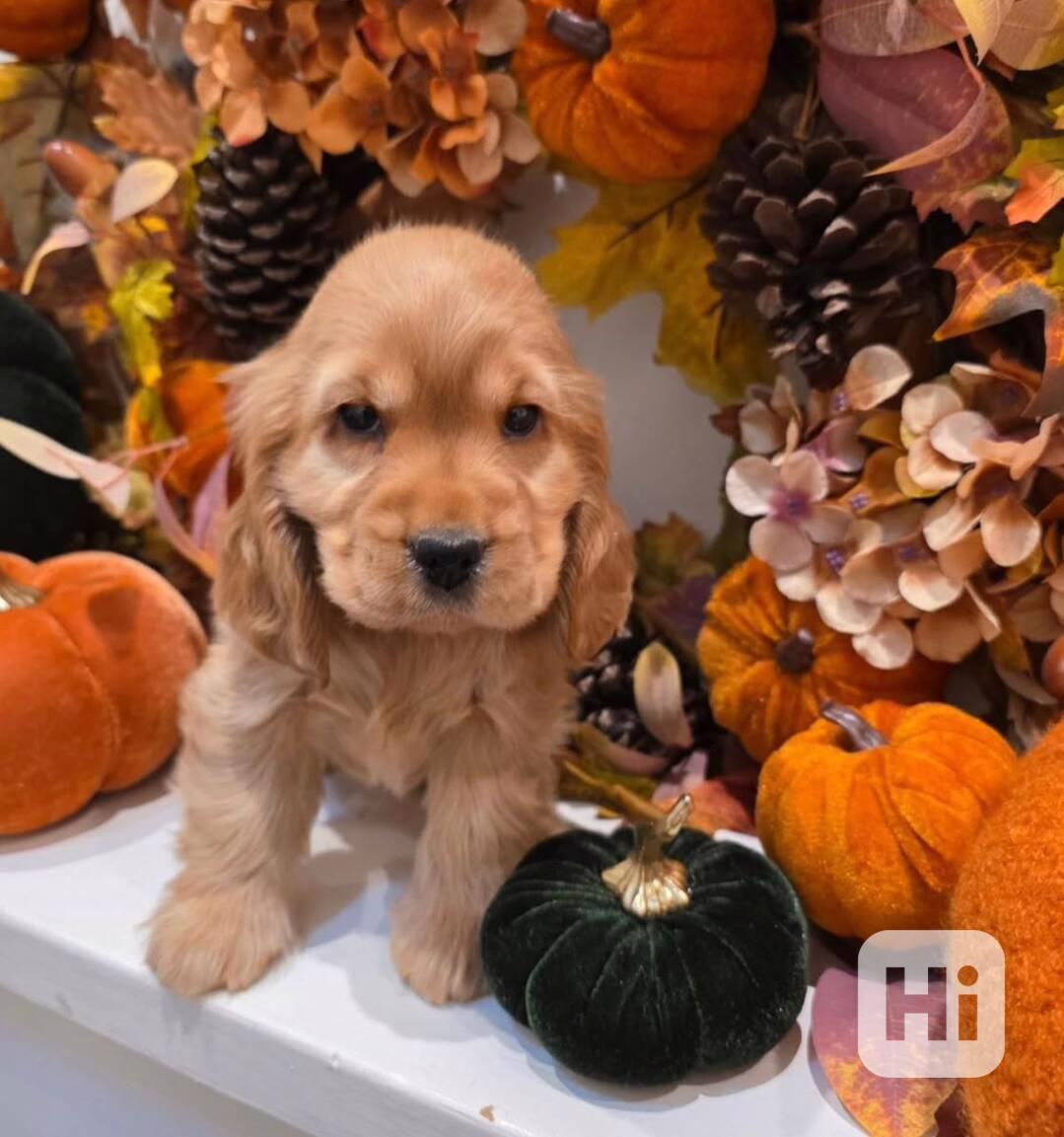 Rozkošná štěňata kokršpaněla - foto 1