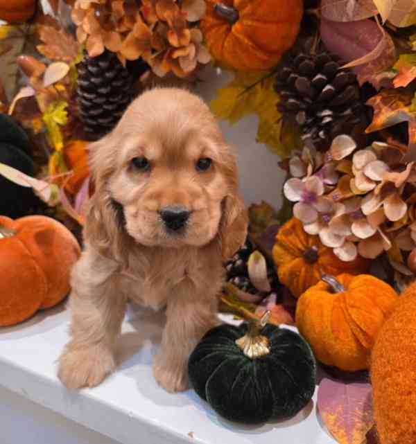 Rozkošná štěňata kokršpaněla - foto 1