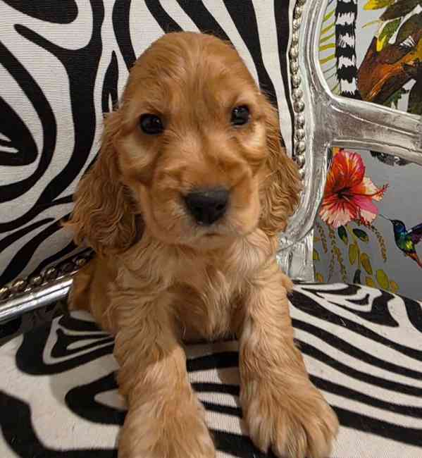 Rozkošná štěňata kokršpaněla - foto 2