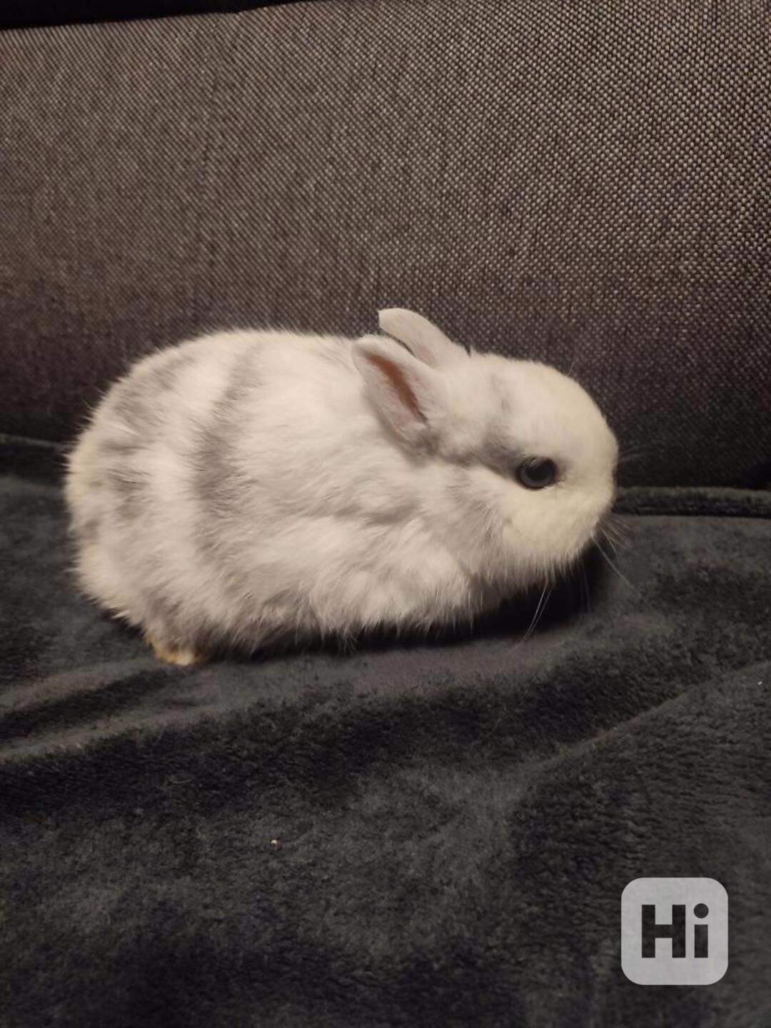 Zakrslý králíček - foto 1