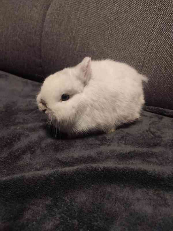 Zakrslý králíček - foto 2