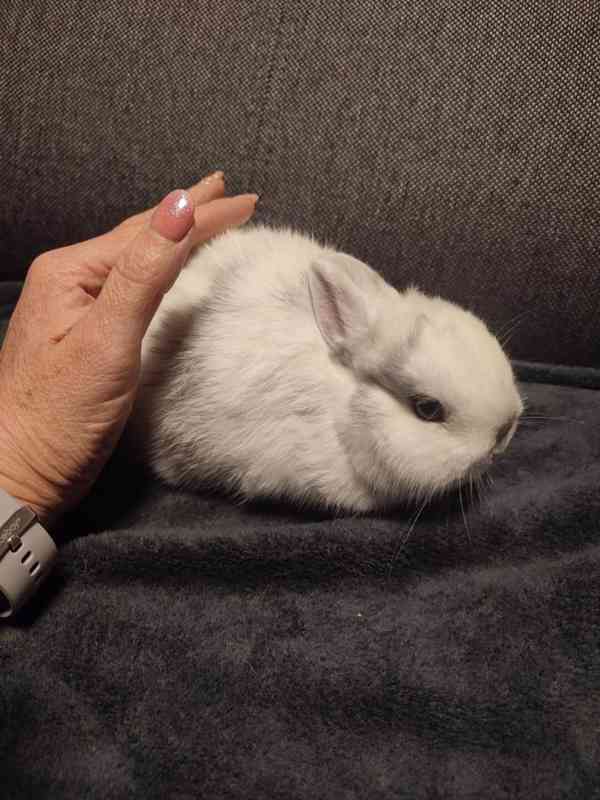 Zakrslý králíček - foto 3