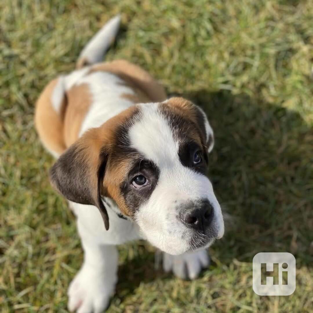 Štěně bernardina potřebuje nový domov - foto 1