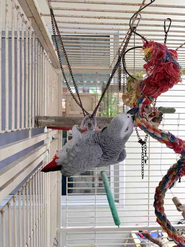 Prodám papouška šedého. - foto 2