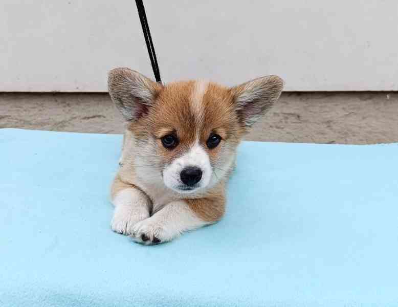 Welsh corgi pembroke s PP FCI 