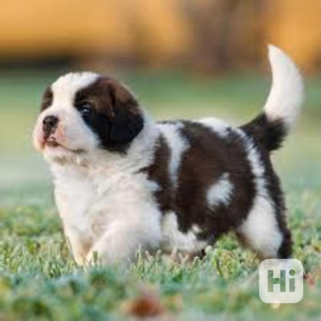 Muž a žena st bernard štěňata Máme 2 pejsky a fenku St berna - foto 1
