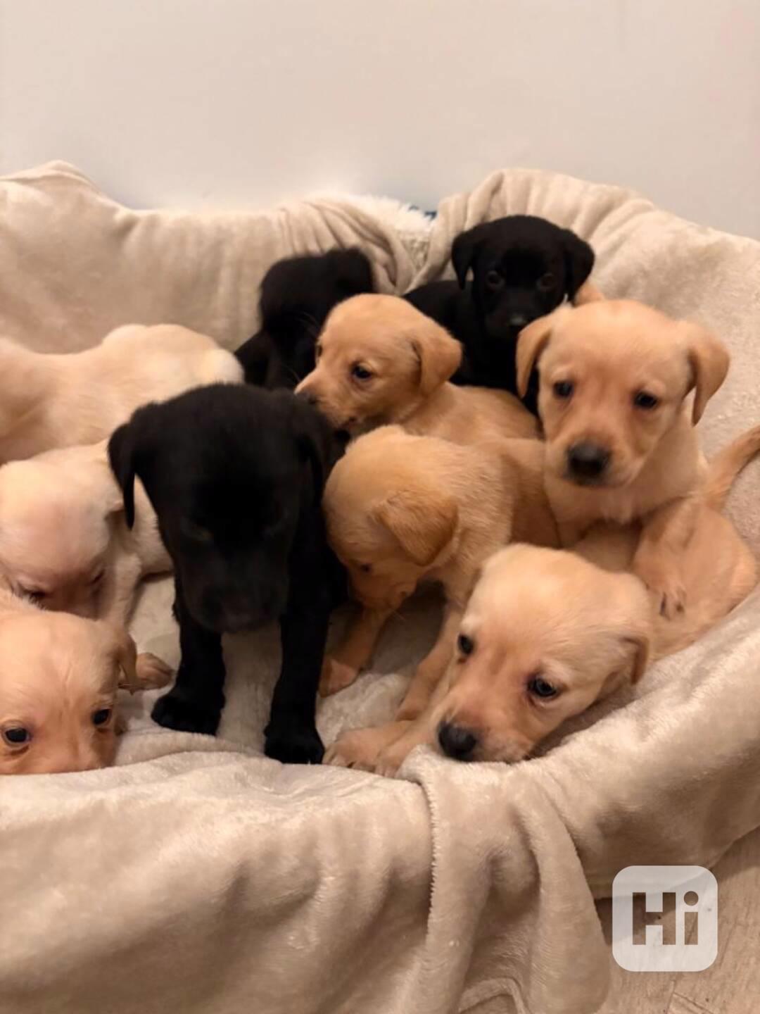 Labradorský retrívr na prodej - foto 1