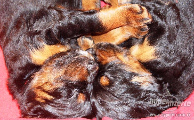 Gordonsetr - štěňata s PP - foto 1