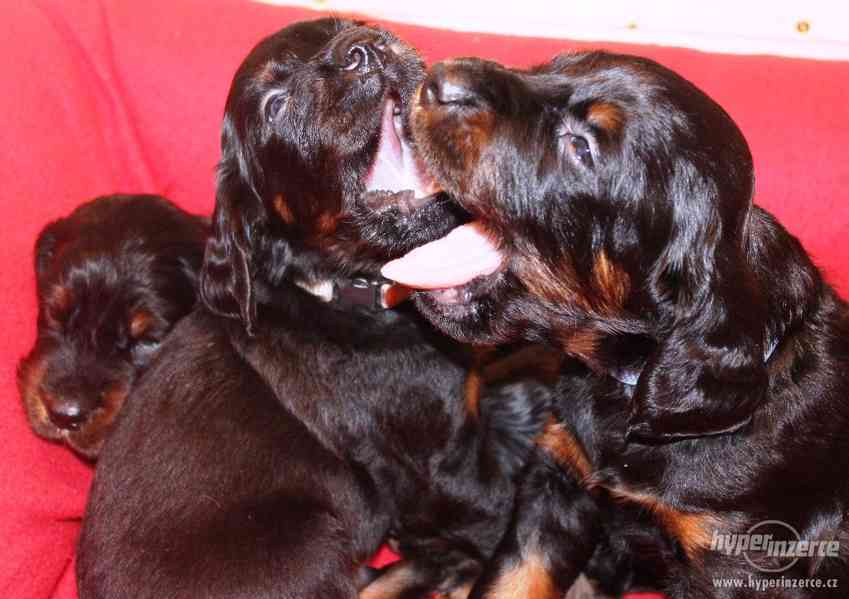 Gordonsetr - štěňata s PP - foto 2