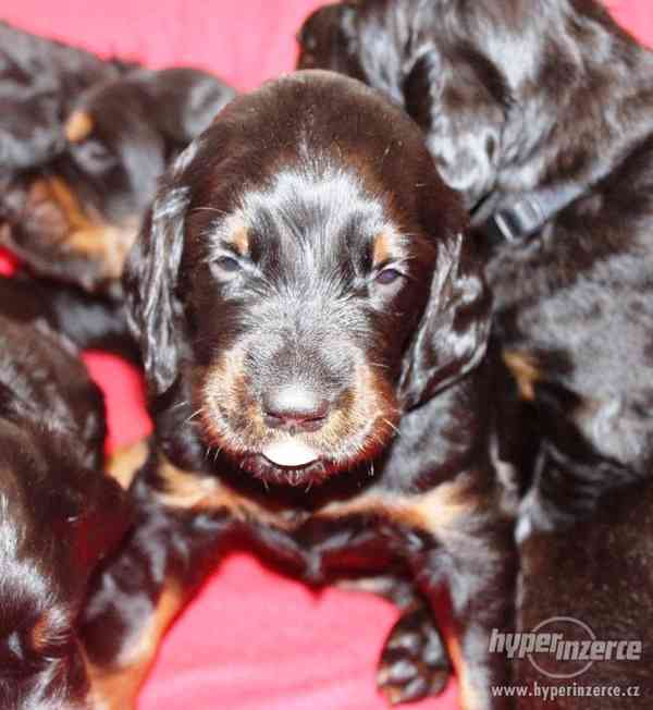 Gordonsetr - štěňata s PP - foto 4
