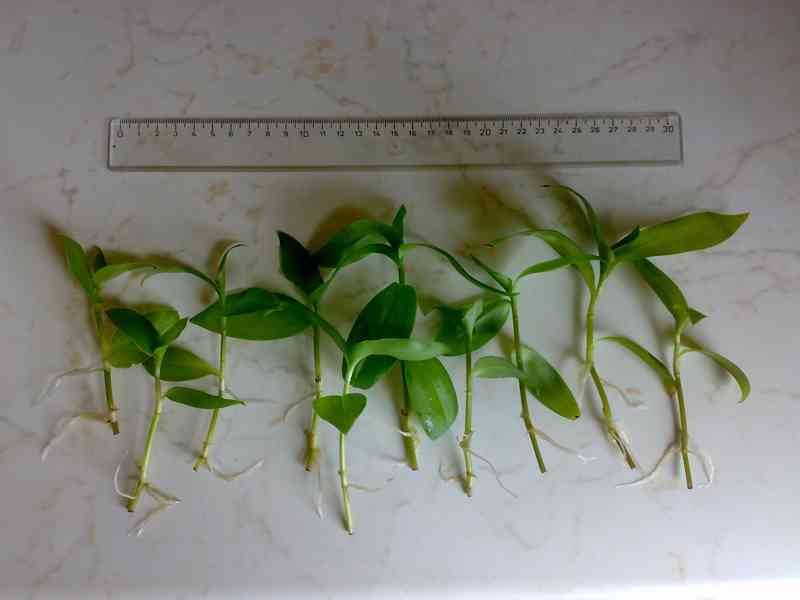 Voděnka Tradescantia fluminensis „Viridis“- zakořeněné řízky - foto 2