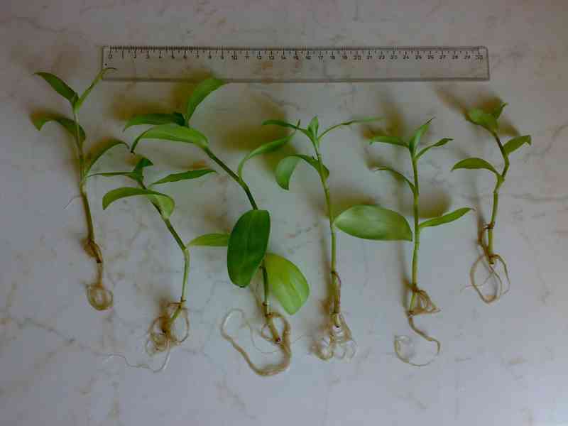 Voděnka Tradescantia fluminensis „Viridis“- zakořeněné řízky - foto 2