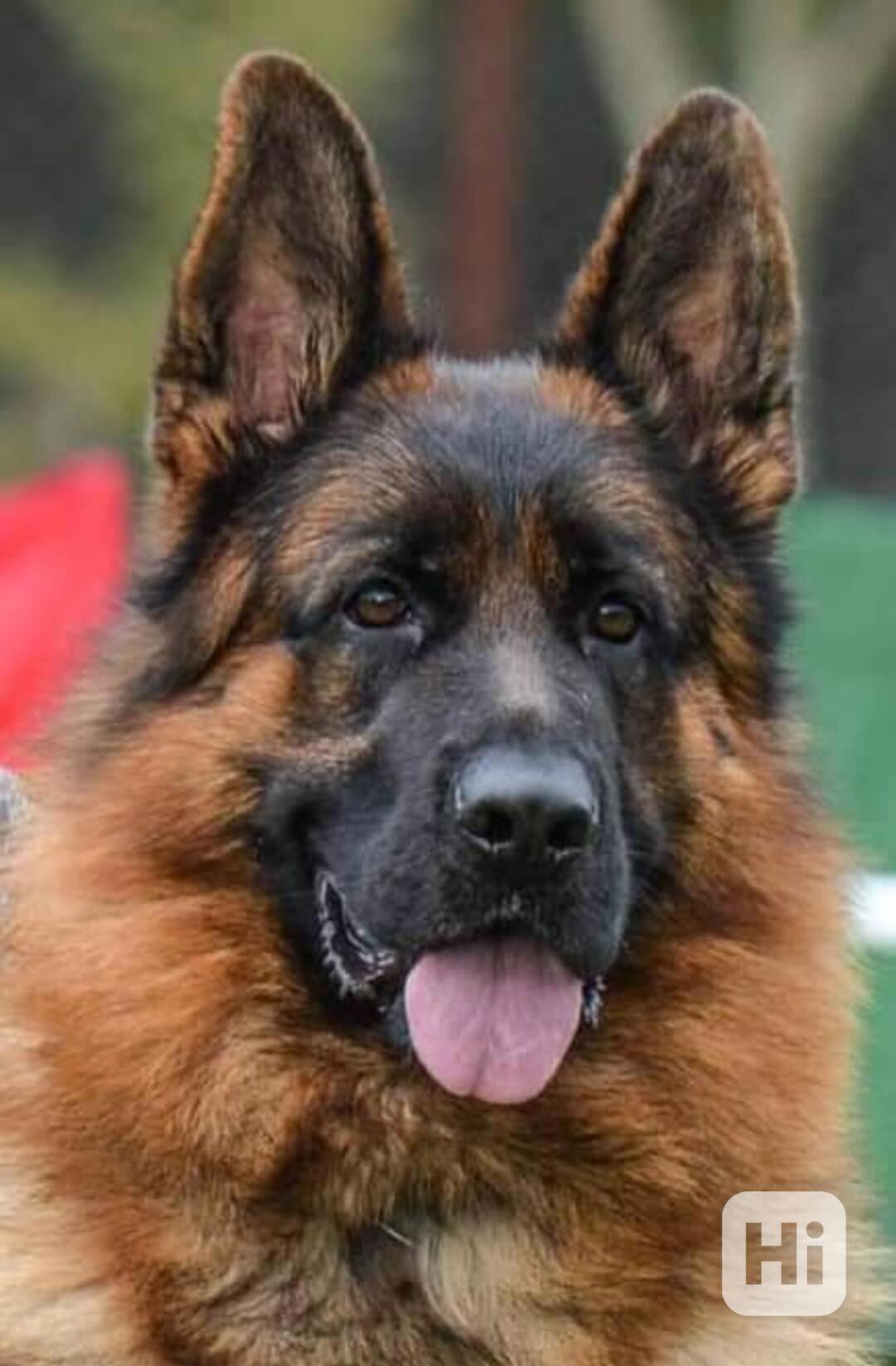 Německý ovčák štěňata - foto 1