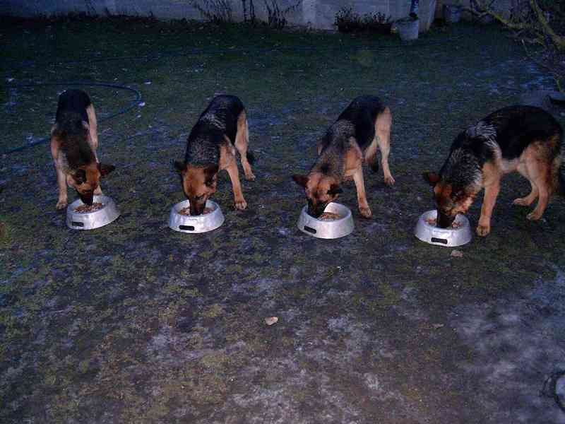 Německý ovčák štěňata - foto 7