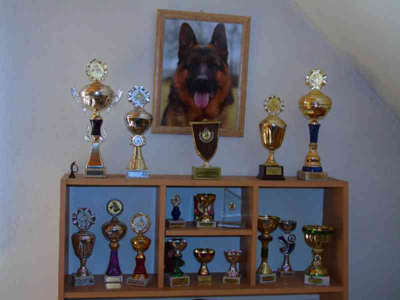 Německý ovčák štěňata - foto 6