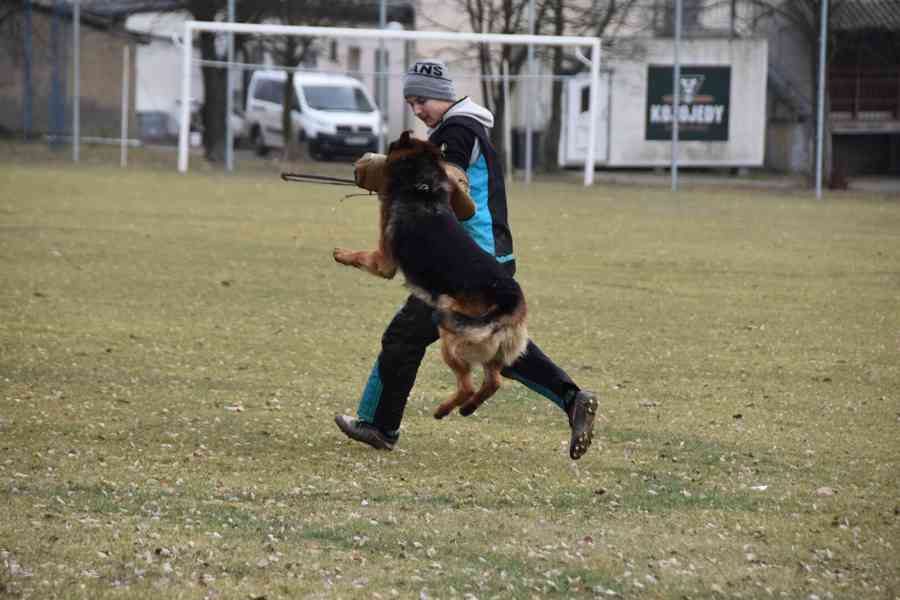 Německý ovčák štěňata - foto 5