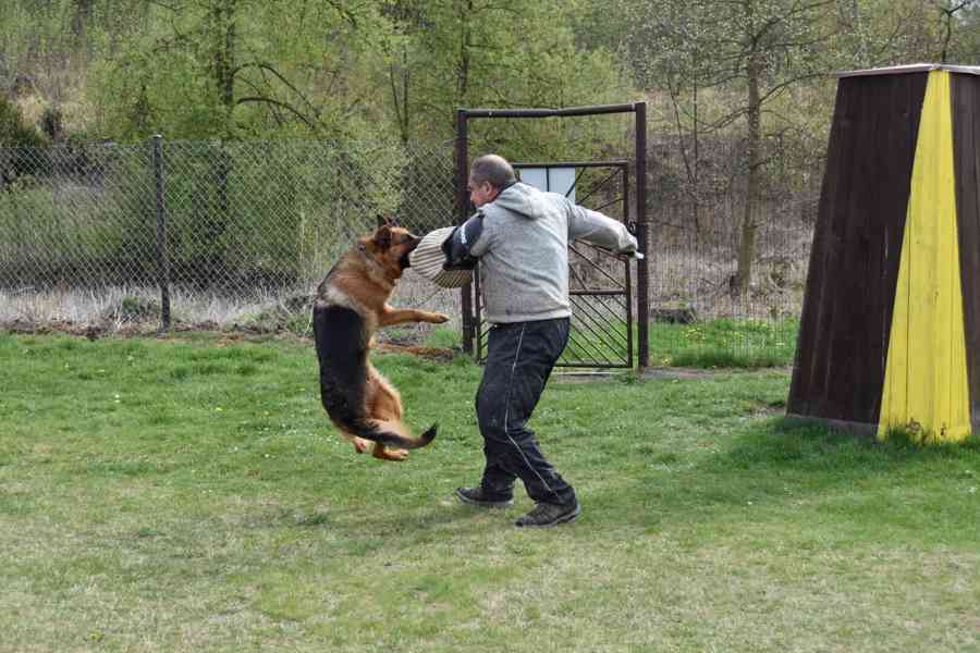 Německý ovčák štěňata - foto 4