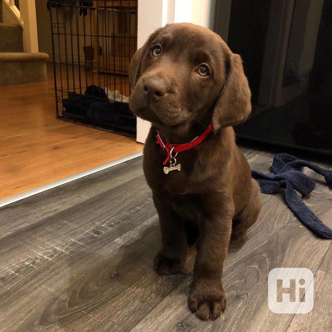 Štěně labradora hledá nový domov - foto 1