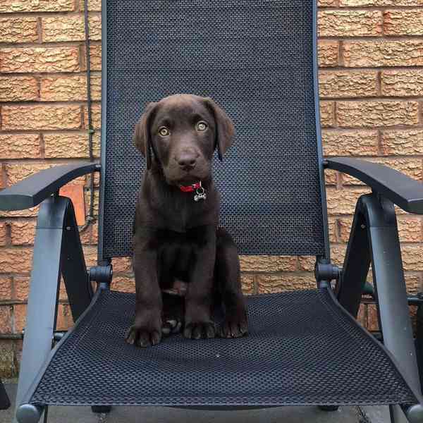 Štěně labradora hledá nový domov - foto 5