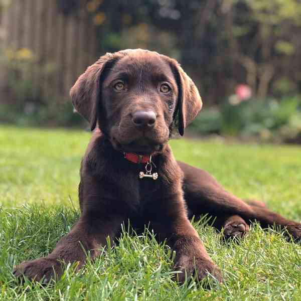 Štěně labradora hledá nový domov - foto 2