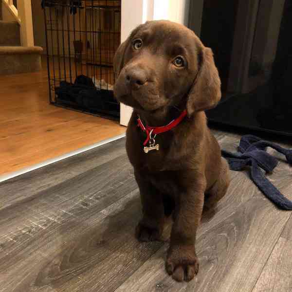 Štěně labradora hledá nový domov