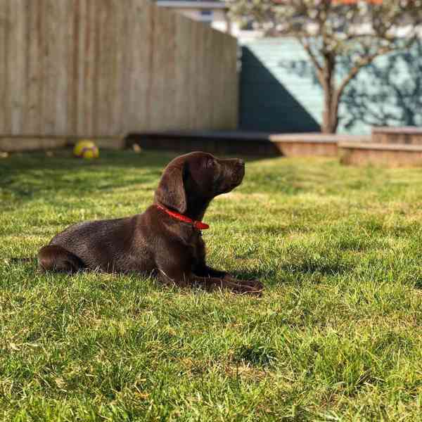 Štěně labradora hledá nový domov - foto 3
