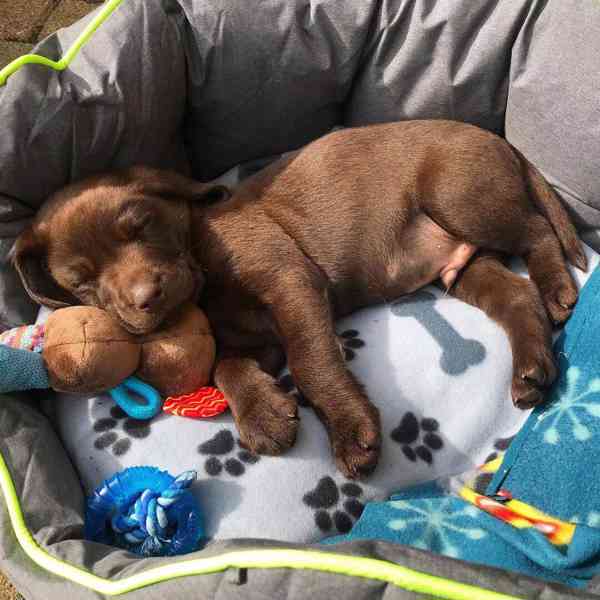 Štěně labradora hledá nový domov - foto 4