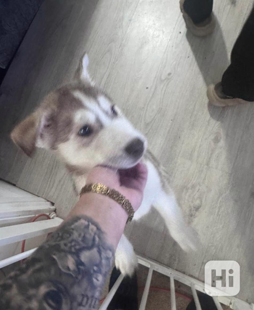 Štěňata huskyho - foto 1