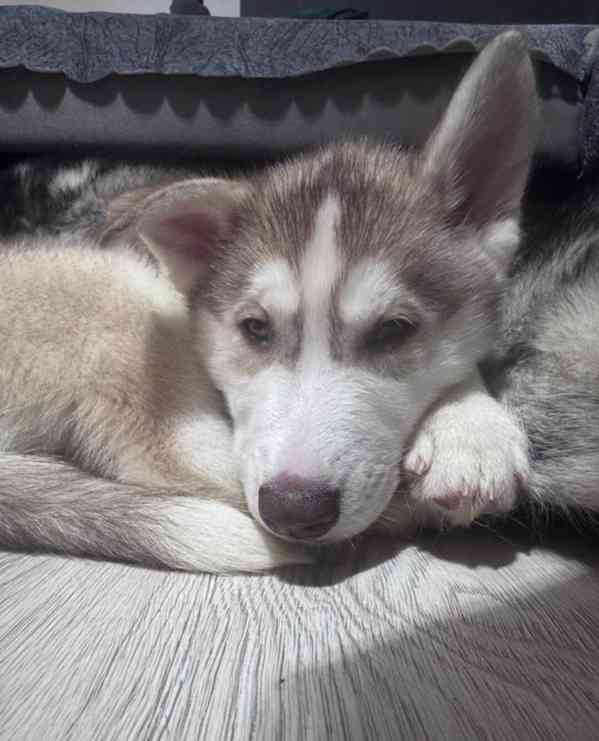 Štěňata huskyho - foto 6