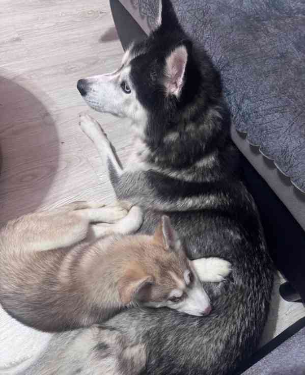 Štěňata huskyho - foto 7