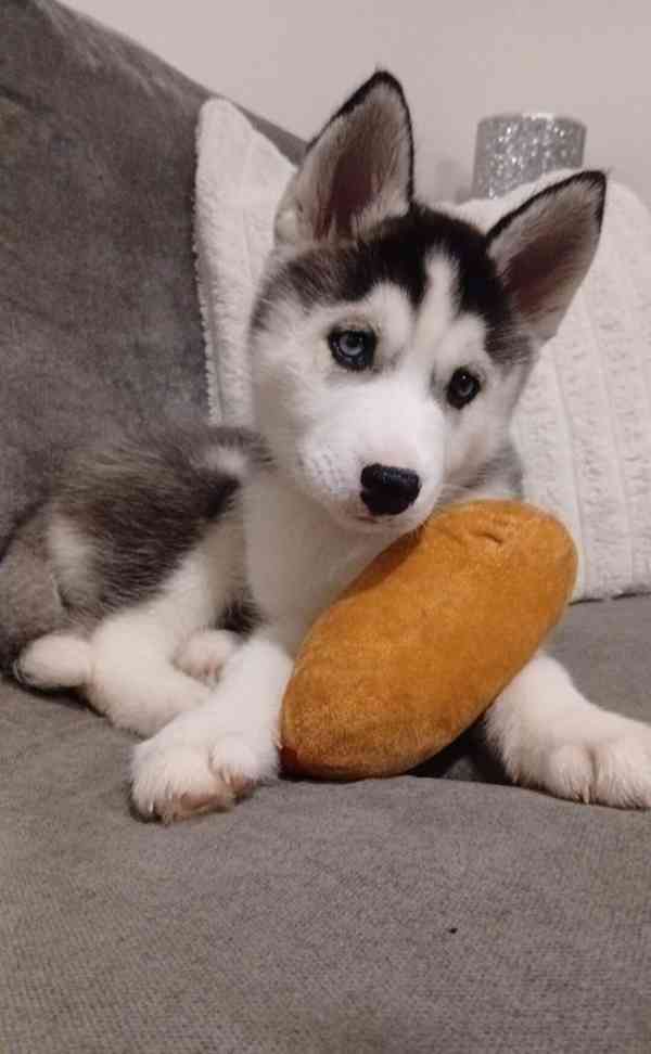 Štěňata huskyho - foto 2