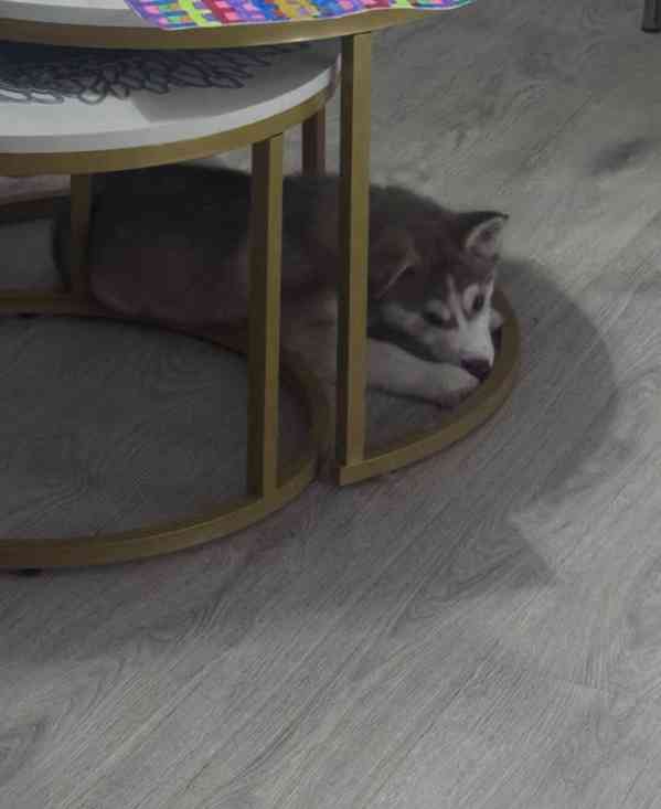 Štěňata huskyho - foto 5
