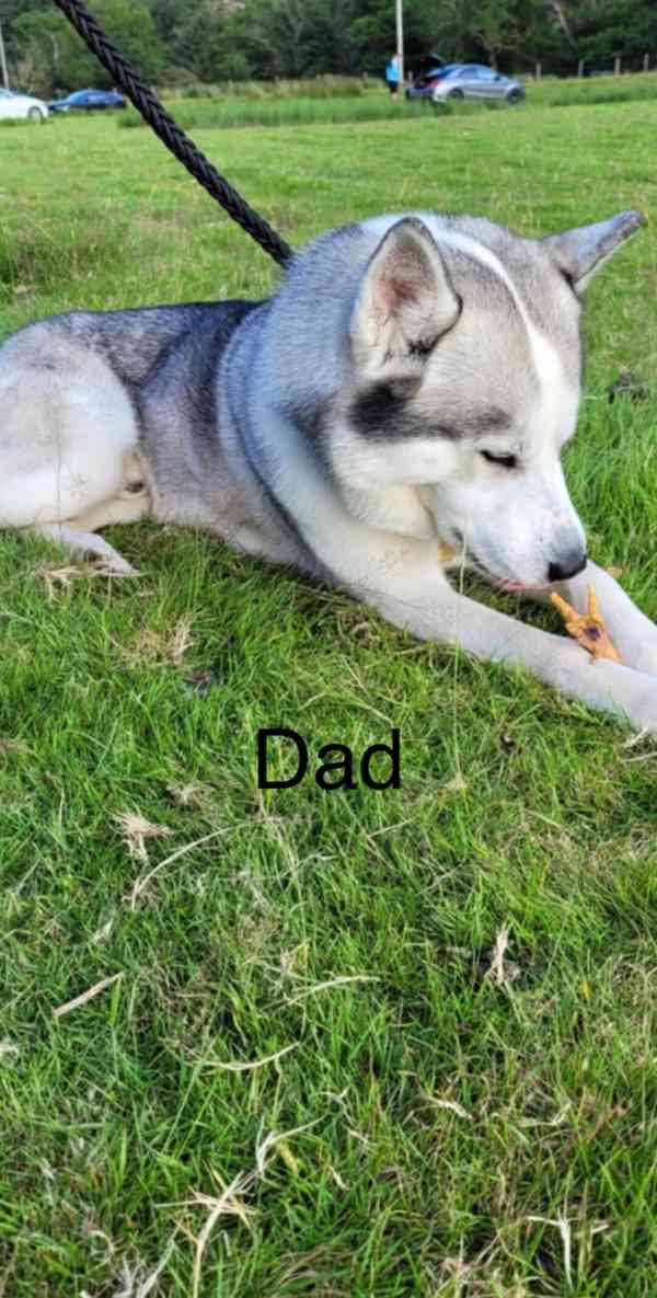 Štěňata huskyho - foto 4