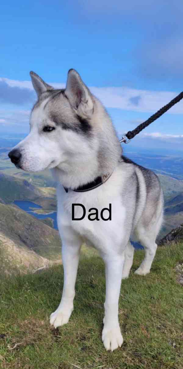 Štěňata huskyho - foto 3