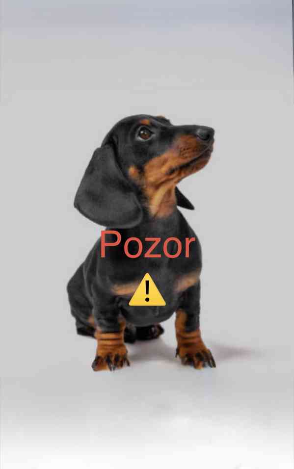 Jezevcik hladkosrsty trpasličí  - foto 1